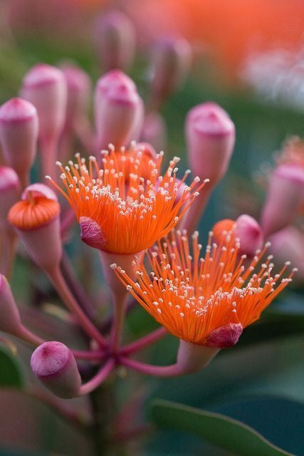 The Top 10 Rare and Unusual Plants Every Plant Enthusiast Should Know