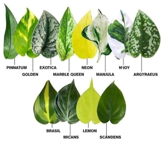 Different Pothos Varieties