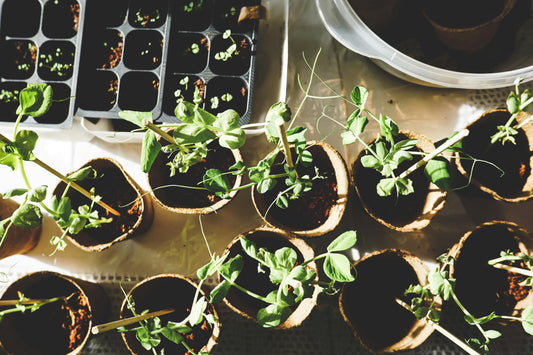 The Ultimate Guide to Sustainable Gardening