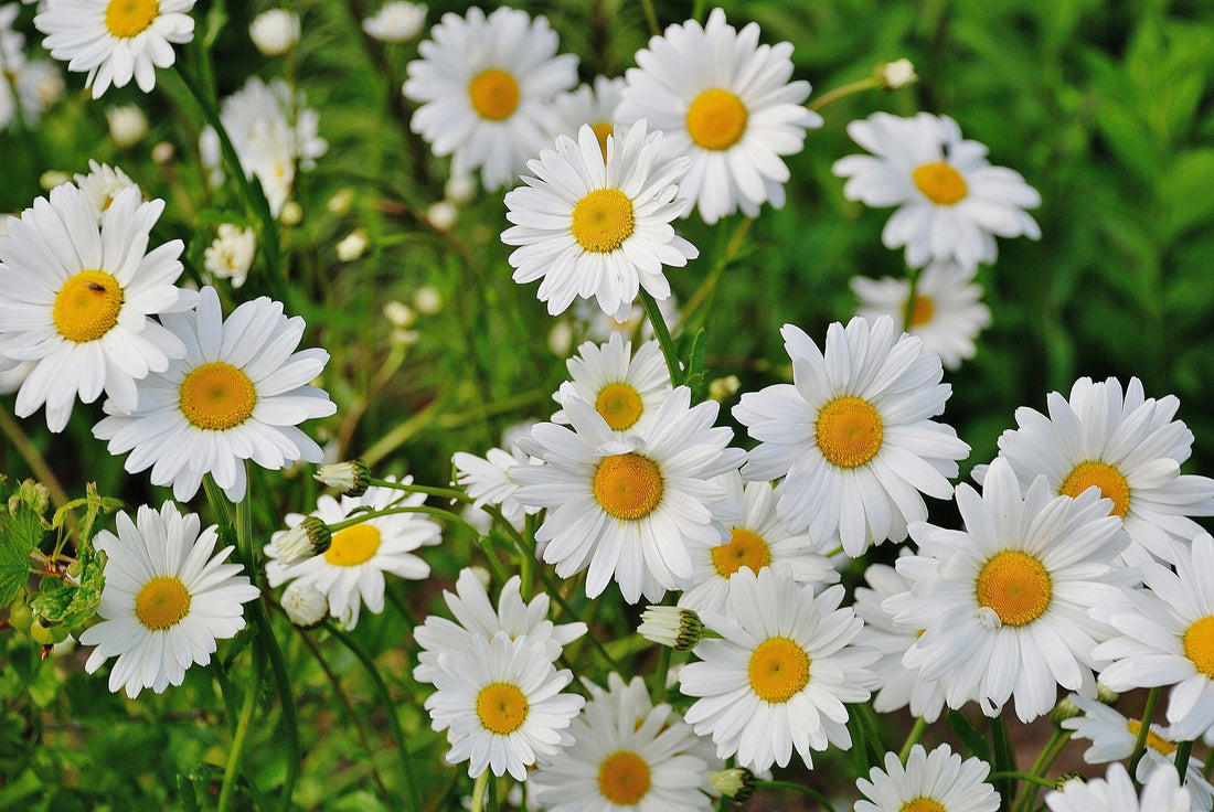 Spring Daisies
