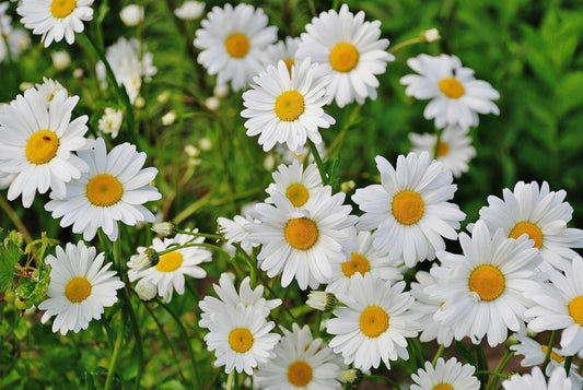 Spring Daisies