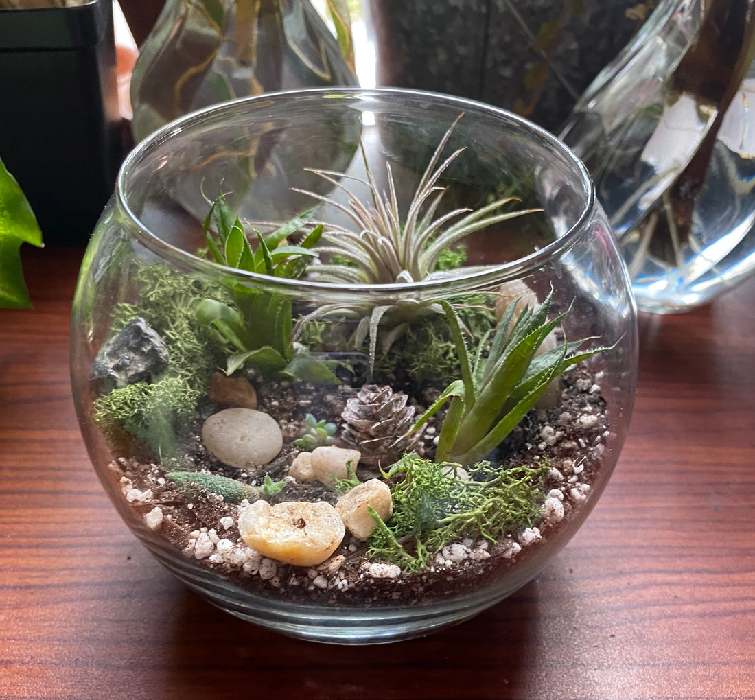 Terrarium 101: A Beginner's Guide to Creating Your First Terrarium