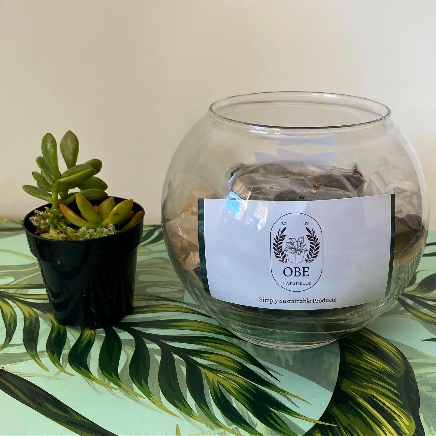 A Complete Terrarium Building Kit - Succulent Plant Kit