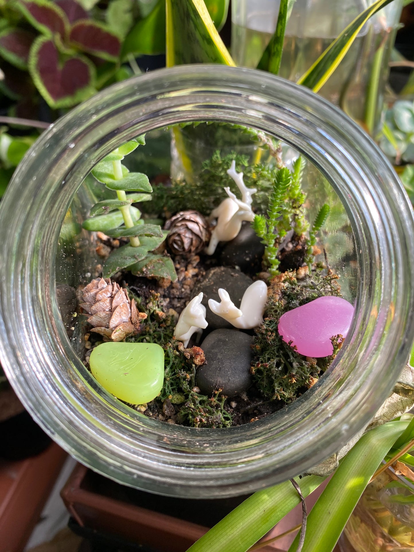 A Complete Terrarium Building Kit - Succulent Plant Kit