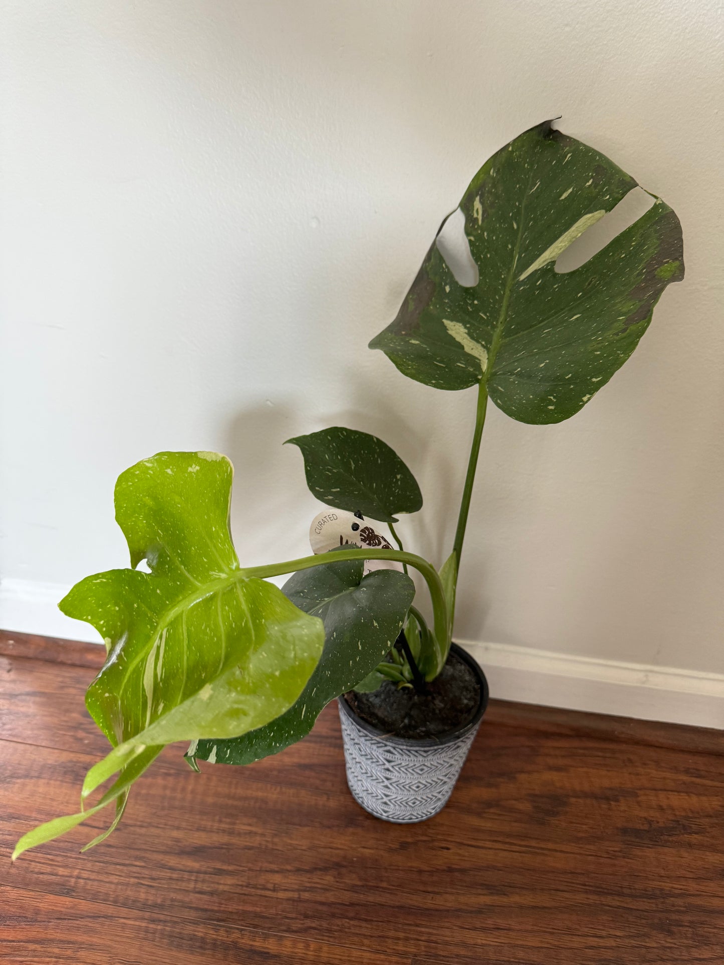 Monstera 'Thai Constellation' Rooted Plant Shipped in 6" Nursery + Decorative Pot