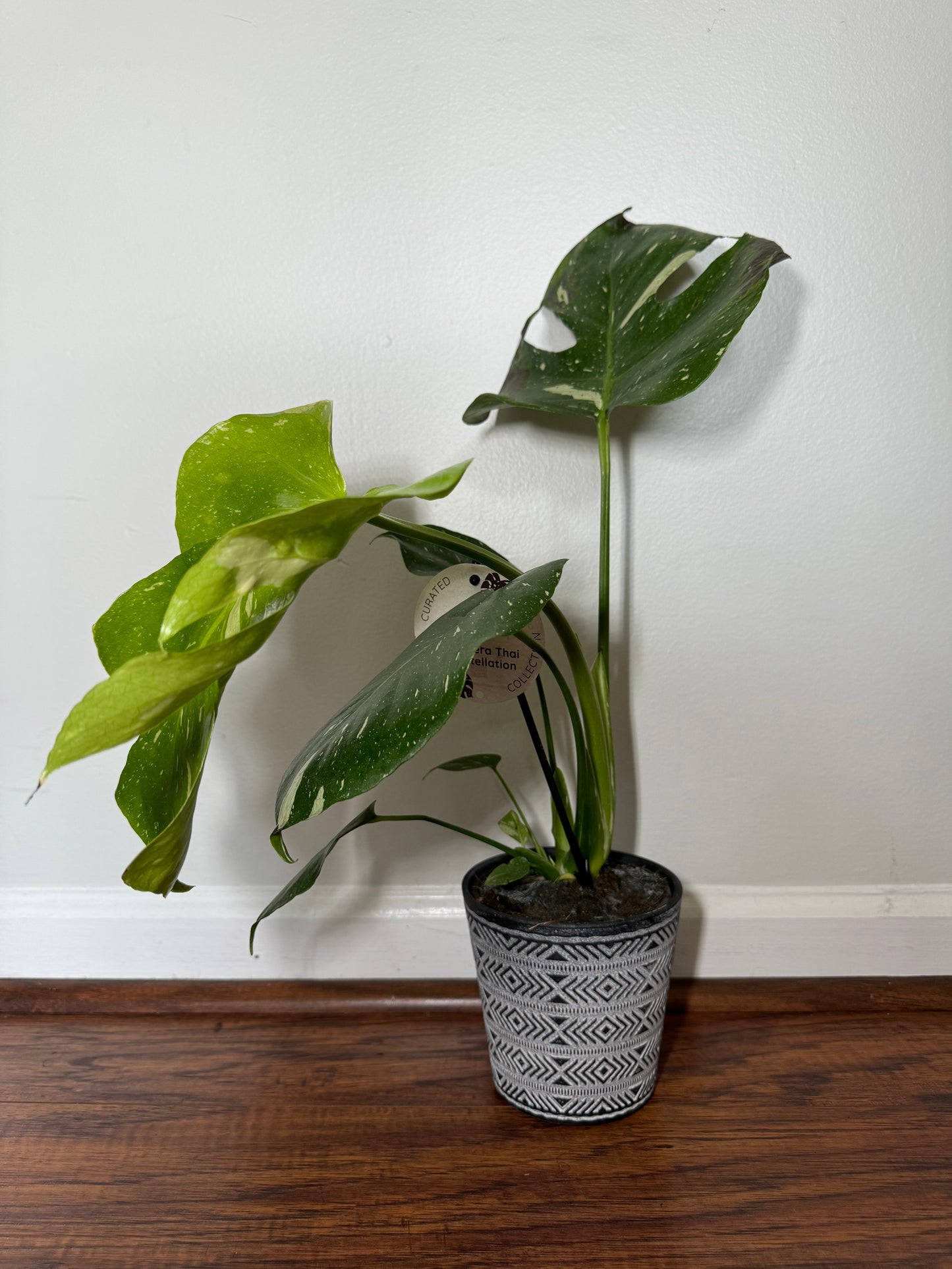 Monstera 'Thai Constellation' Rooted Plant Shipped in 6" Nursery + Decorative Pot
