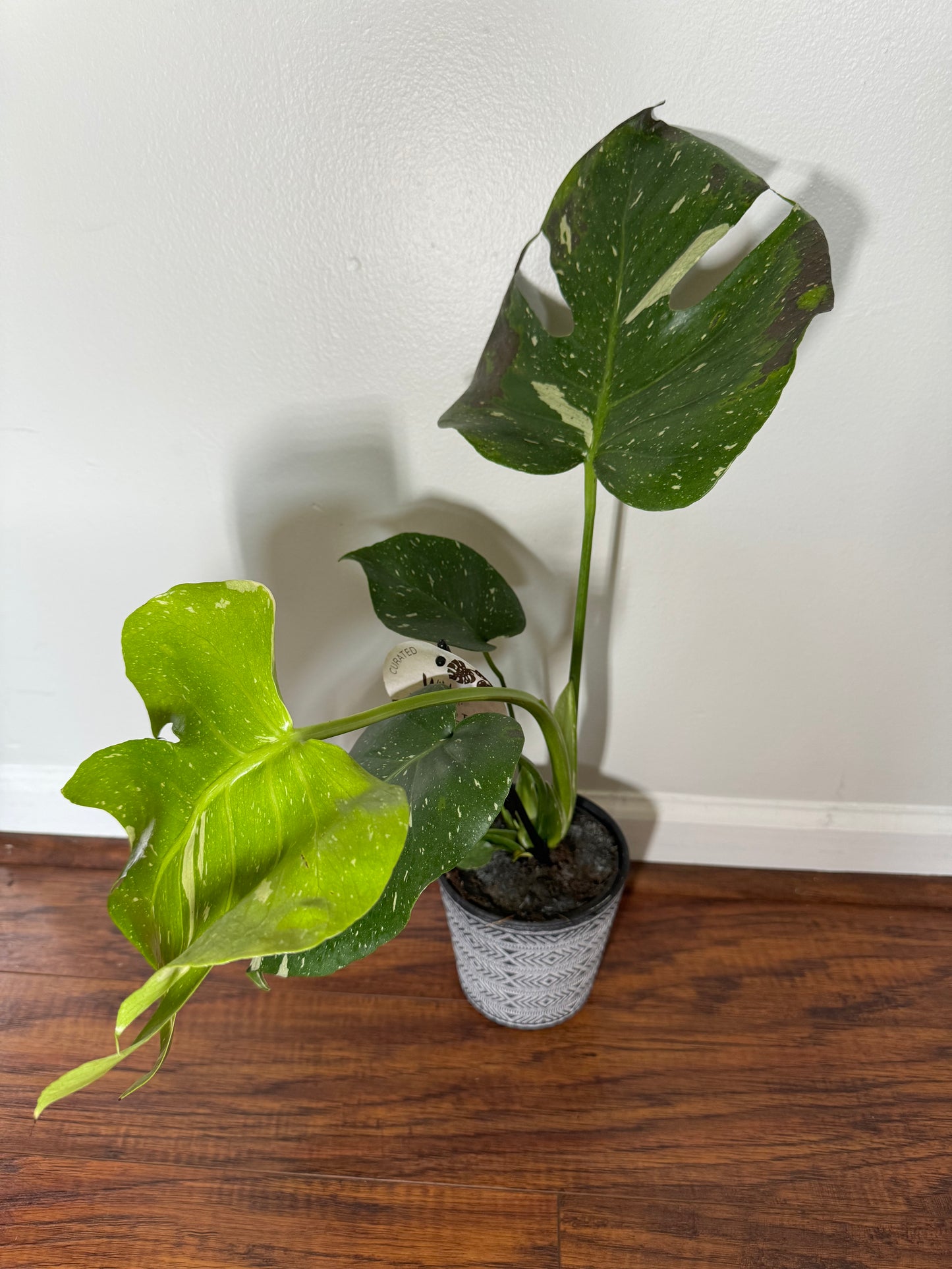 Monstera 'Thai Constellation' Rooted Plant Shipped in 6" Nursery + Decorative Pot