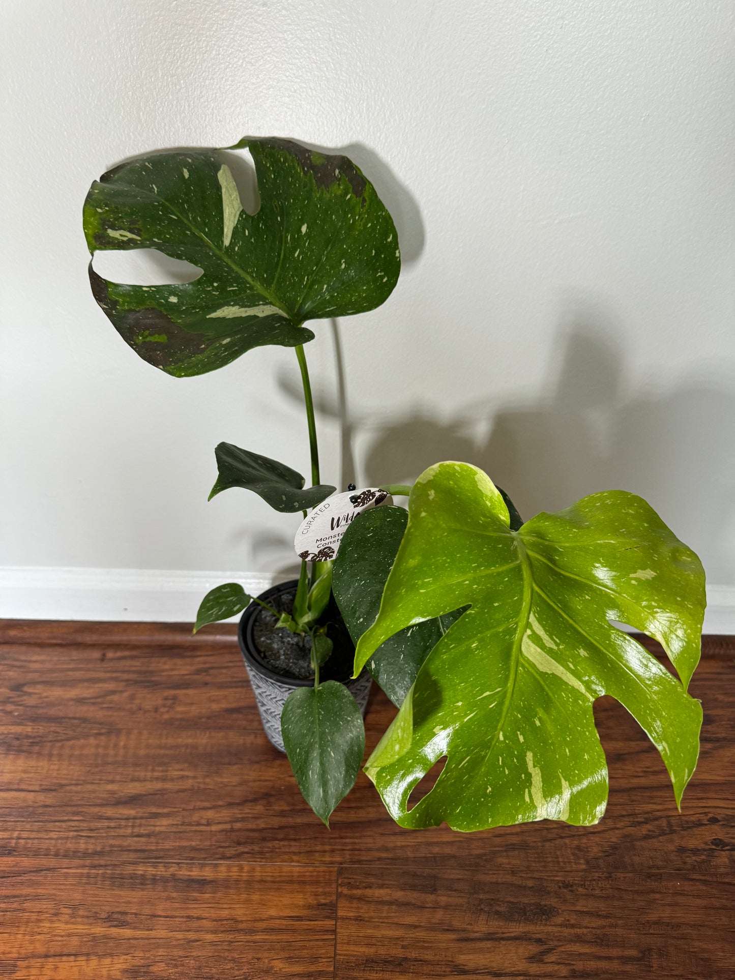 Monstera 'Thai Constellation' Rooted Plant Shipped in 6" Nursery + Decorative Pot