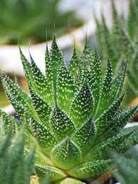Lace Aloe (Aristaloe Aristata) Succulent Plant
