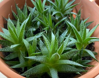 Lace Aloe (Aristaloe Aristata) Succulent Plant