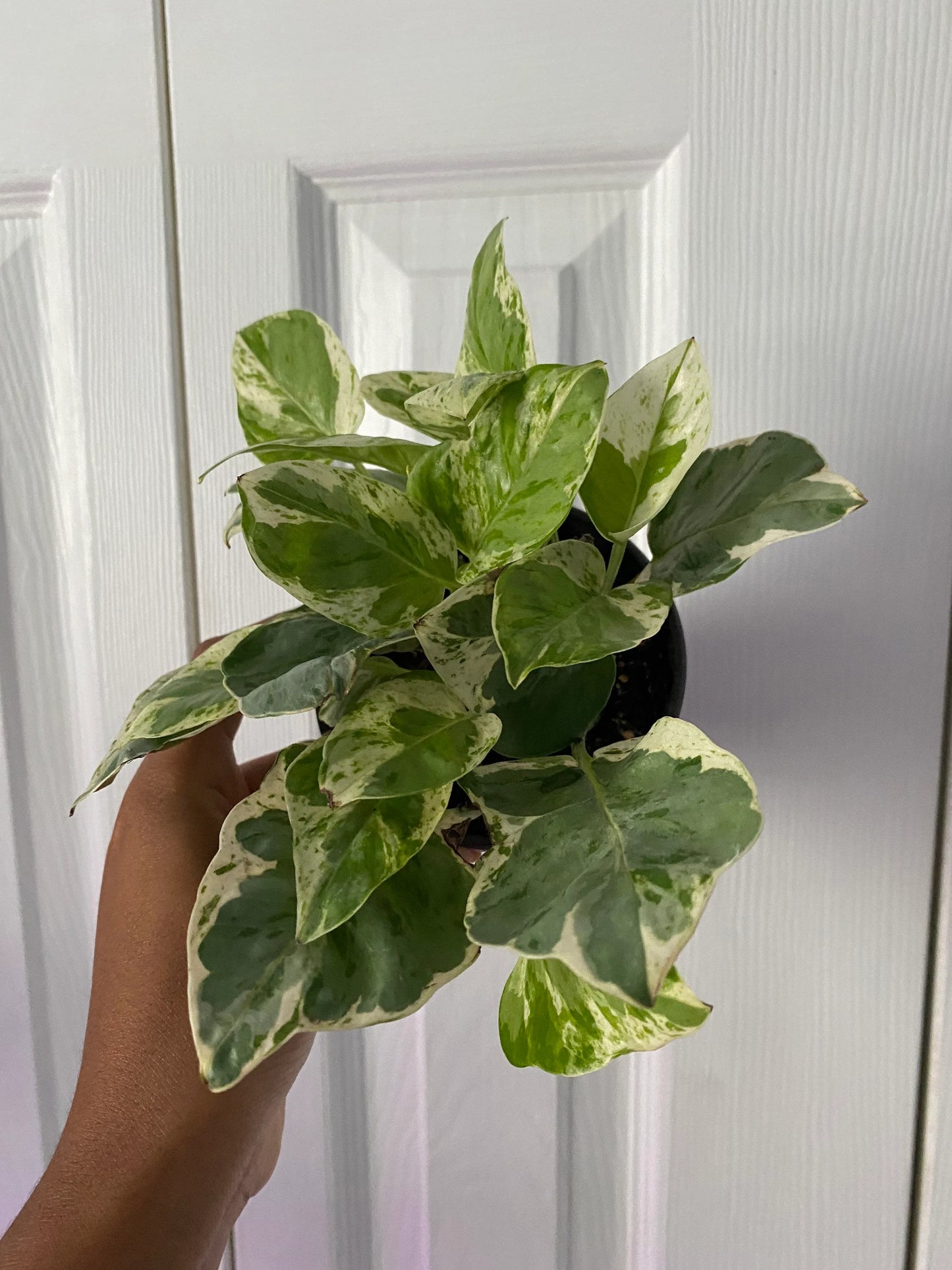 Pothos N’Joy - Epipremnum aureum - 2” pot