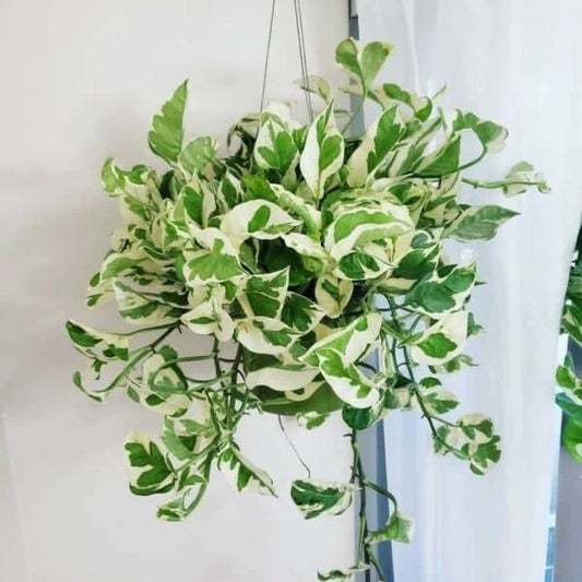 Pothos N’Joy - Epipremnum aureum - 2” pot