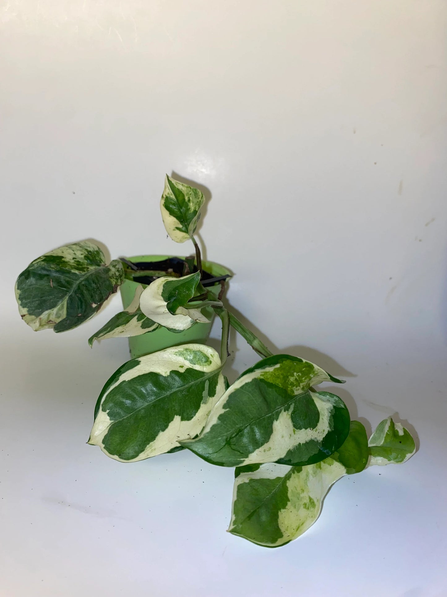 Pothos N’Joy - Epipremnum aureum - 2” pot