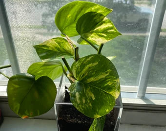 Golden Hawaiian Pothos Plant - Fully Rooted