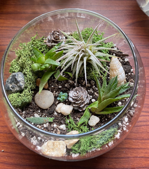 Bulk Order Terrarium Kit