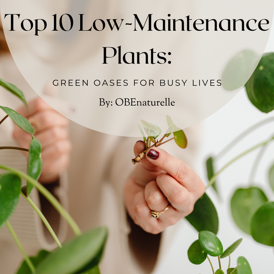 Top 10 Low-Maintenance Plants for Busy Lifestyles