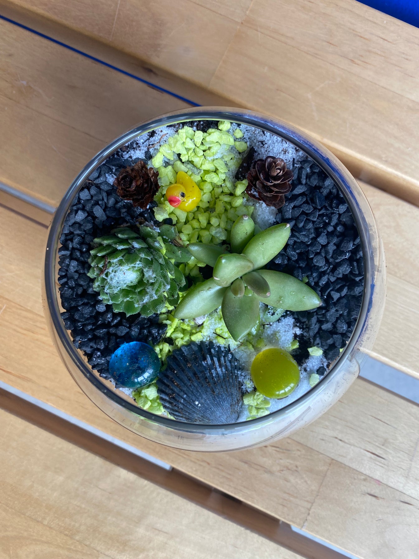 Complete Terrarium Building Kit Succulent Plant Kit Terrarium Kit