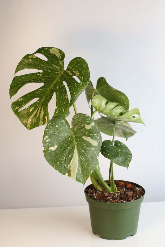 Monstera 'Thai Constellation' Rooted Plant Shipped in 6" Nursery + Decorative Pot