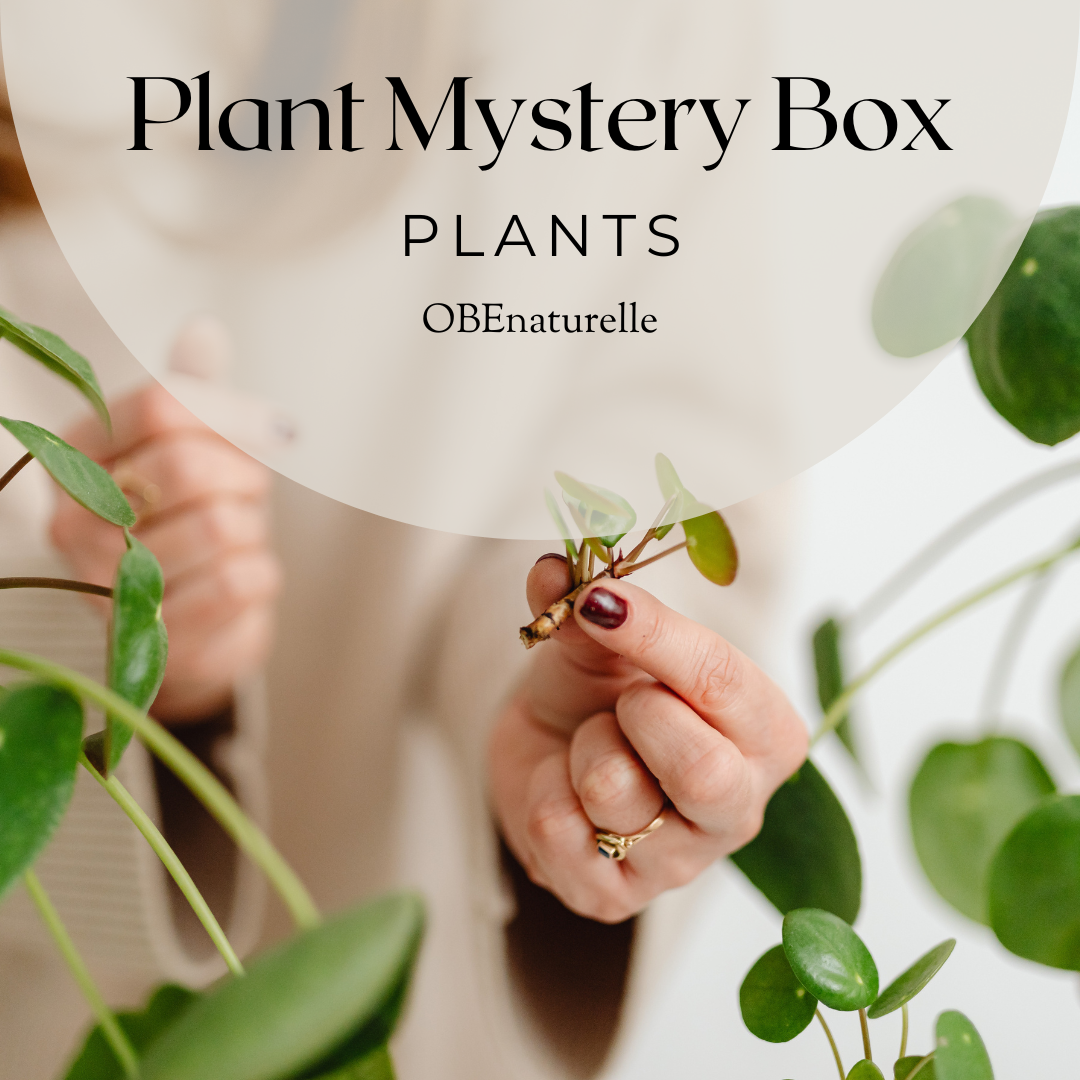 Rare & Unusual Plant Cuttings | Mystery Box of Propagations |Variety of Plant Cuttings (no repeats) | Unrooted Clippings | Plant Mystery Box |