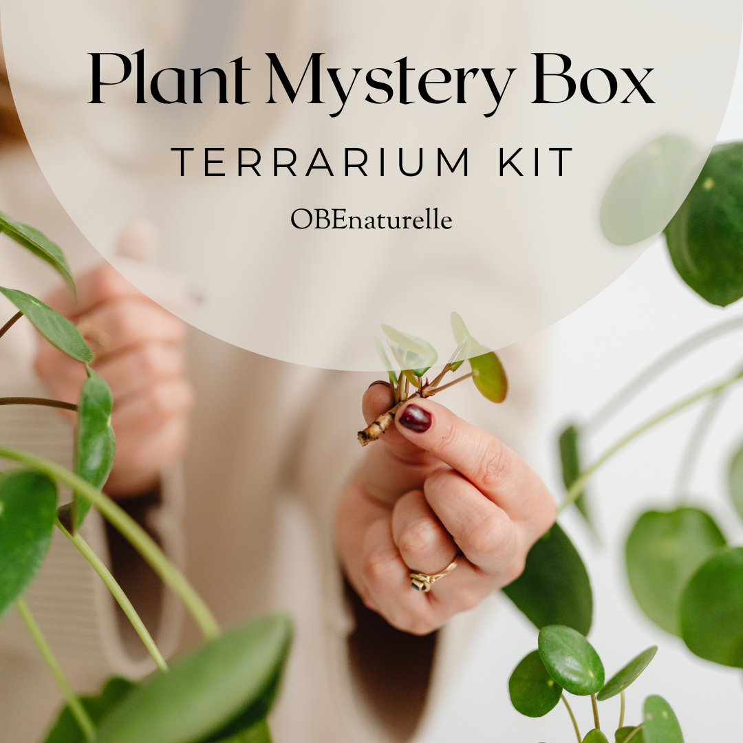 Rare & Unusual Plant Cuttings | Mystery Box of Propagations |Variety of Plant Cuttings (no repeats) | Unrooted Clippings | Plant Mystery Box |