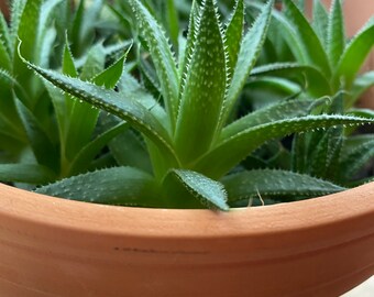 Lace Aloe (Aristaloe Aristata) Succulent Plant