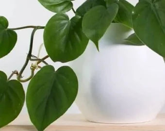 Heart Leaf Philodendron - Philodendron hederaceum - Live Plant